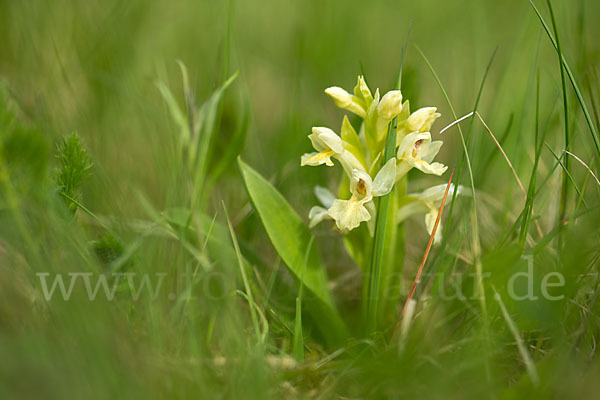 Holunder-Knabenkraut (Dactylorhiza sambucina)