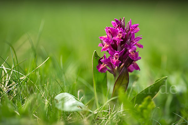 Holunder-Knabenkraut (Dactylorhiza sambucina)