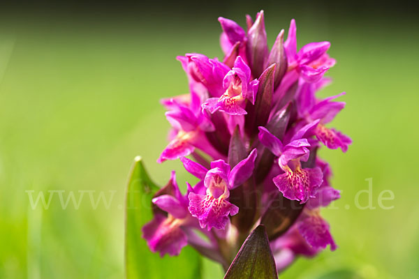 Holunder-Knabenkraut (Dactylorhiza sambucina)