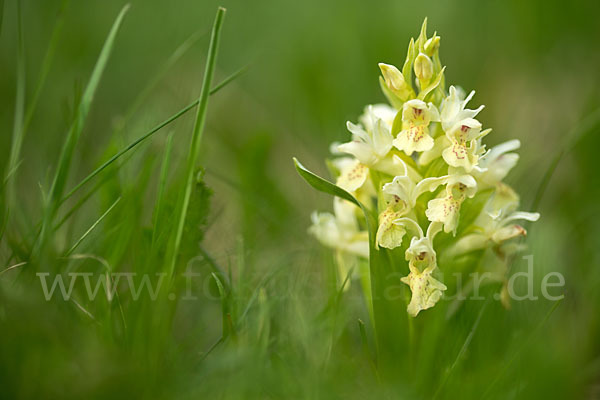 Holunder-Knabenkraut (Dactylorhiza sambucina)