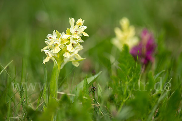 Holunder-Knabenkraut (Dactylorhiza sambucina)