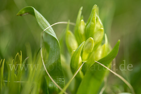 Holunder-Knabenkraut (Dactylorhiza sambucina)