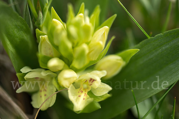 Holunder-Knabenkraut (Dactylorhiza sambucina)