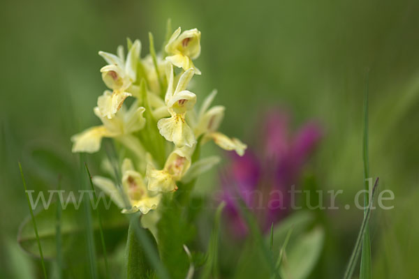 Holunder-Knabenkraut (Dactylorhiza sambucina)