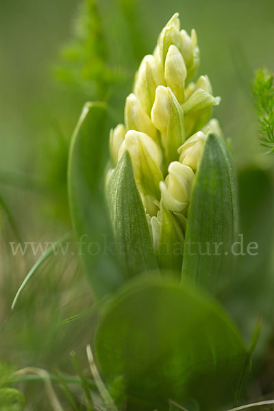 Holunder-Knabenkraut (Dactylorhiza sambucina)