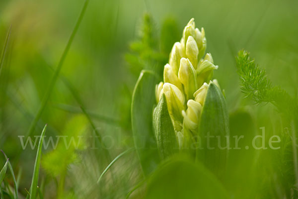 Holunder-Knabenkraut (Dactylorhiza sambucina)