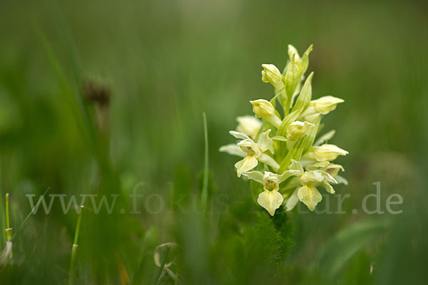 Holunder-Knabenkraut (Dactylorhiza sambucina)