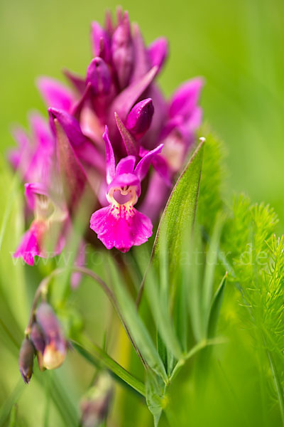 Holunder-Knabenkraut (Dactylorhiza sambucina)