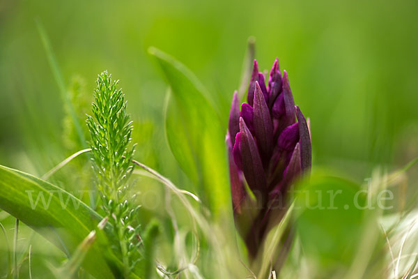 Holunder-Knabenkraut (Dactylorhiza sambucina)