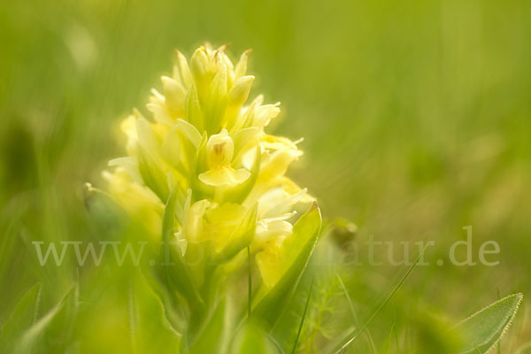 Holunder-Knabenkraut (Dactylorhiza sambucina)