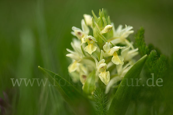 Holunder-Knabenkraut (Dactylorhiza sambucina)