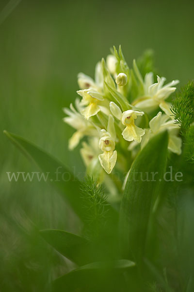 Holunder-Knabenkraut (Dactylorhiza sambucina)