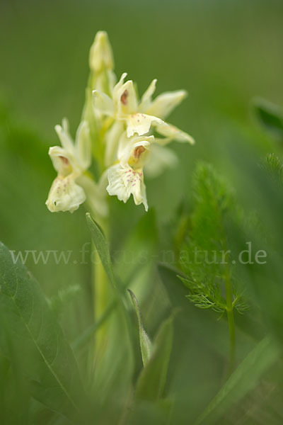 Holunder-Knabenkraut (Dactylorhiza sambucina)