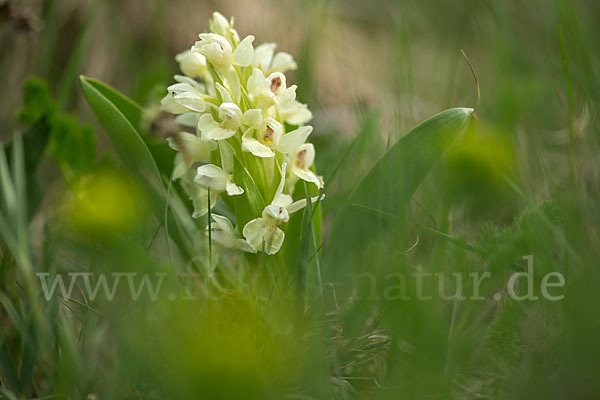 Holunder-Knabenkraut (Dactylorhiza sambucina)