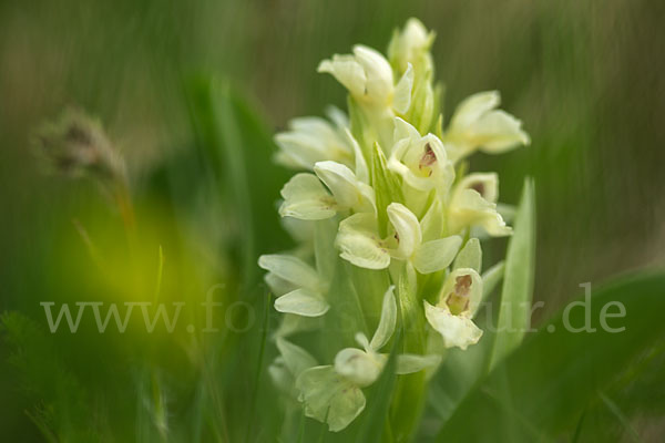 Holunder-Knabenkraut (Dactylorhiza sambucina)