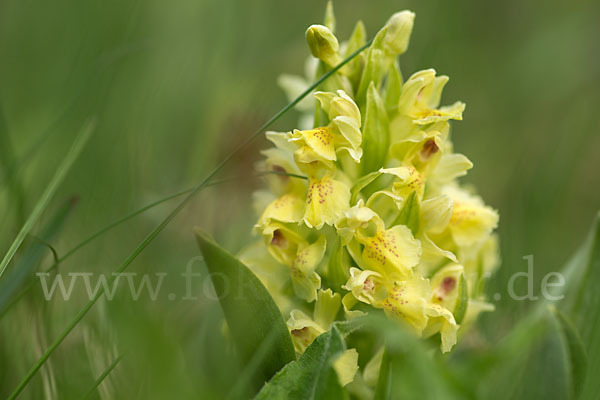 Holunder-Knabenkraut (Dactylorhiza sambucina)