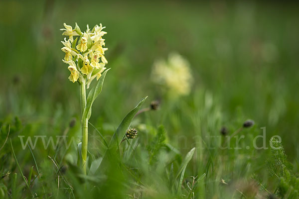 Holunder-Knabenkraut (Dactylorhiza sambucina)