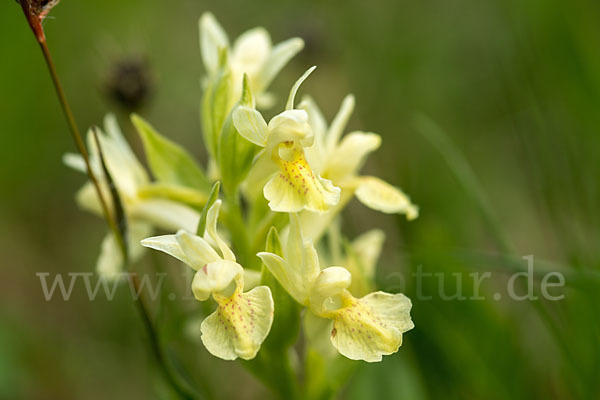 Holunder-Knabenkraut (Dactylorhiza sambucina)