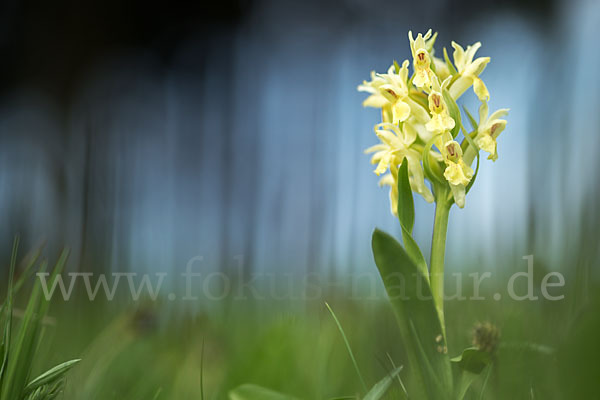 Holunder-Knabenkraut (Dactylorhiza sambucina)