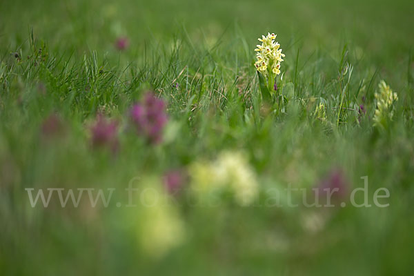 Holunder-Knabenkraut (Dactylorhiza sambucina)