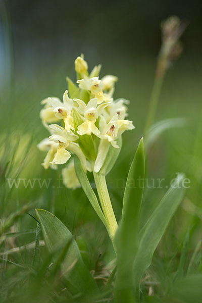 Holunder-Knabenkraut (Dactylorhiza sambucina)