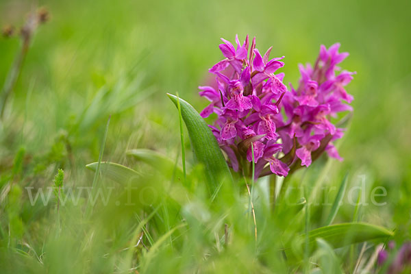 Holunder-Knabenkraut (Dactylorhiza sambucina)