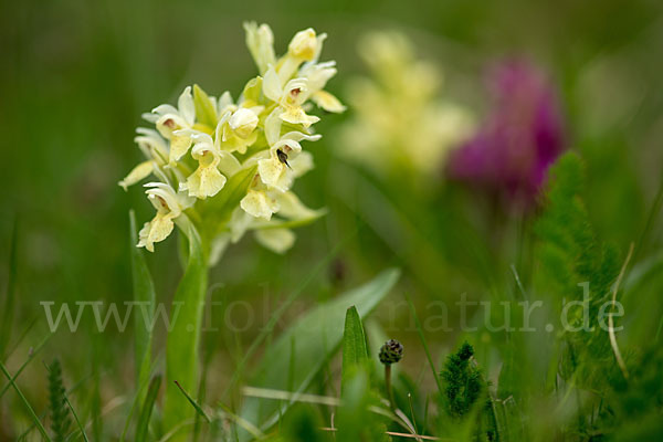 Holunder-Knabenkraut (Dactylorhiza sambucina)