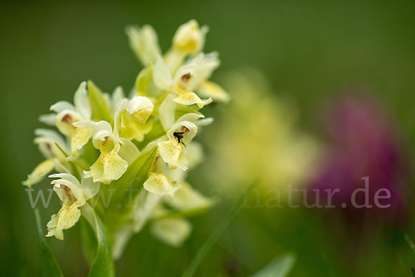 Holunder-Knabenkraut (Dactylorhiza sambucina)