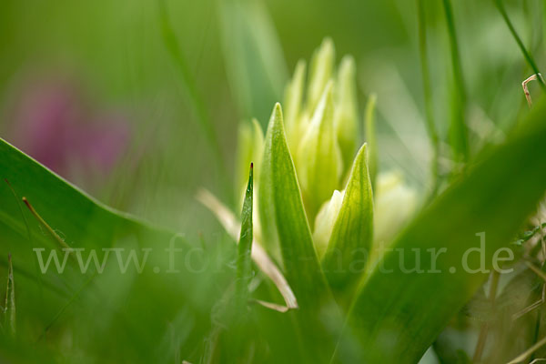 Holunder-Knabenkraut (Dactylorhiza sambucina)