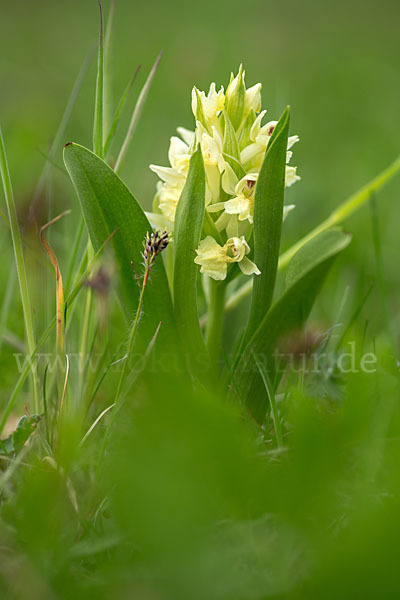 Holunder-Knabenkraut (Dactylorhiza sambucina)