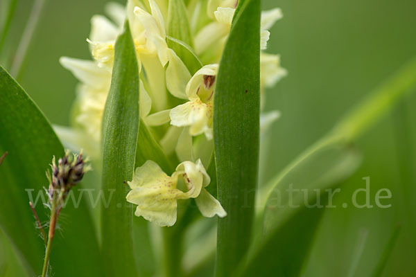 Holunder-Knabenkraut (Dactylorhiza sambucina)