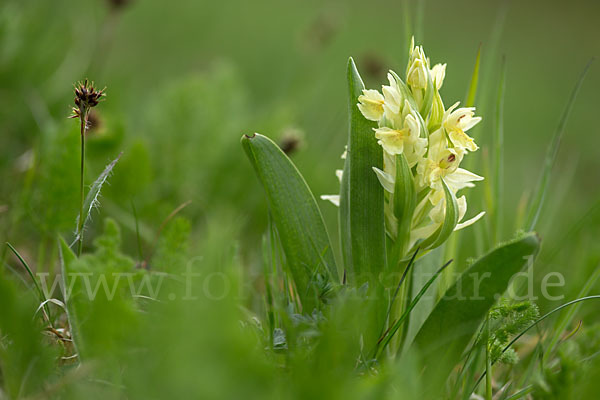 Holunder-Knabenkraut (Dactylorhiza sambucina)