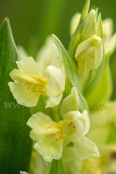 Holunder-Knabenkraut (Dactylorhiza sambucina)