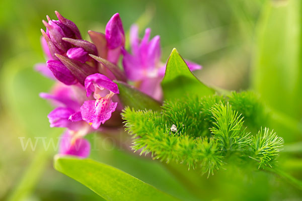 Holunder-Knabenkraut (Dactylorhiza sambucina)