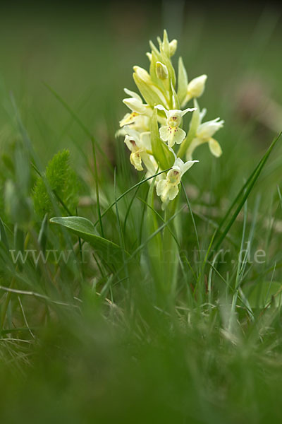 Holunder-Knabenkraut (Dactylorhiza sambucina)