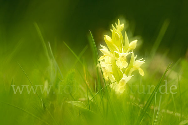 Holunder-Knabenkraut (Dactylorhiza sambucina)