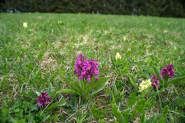 Holunder-Knabenkraut (Dactylorhiza sambucina)