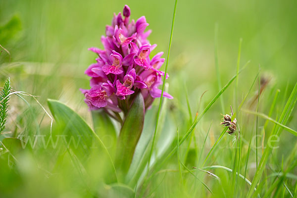 Holunder-Knabenkraut (Dactylorhiza sambucina)