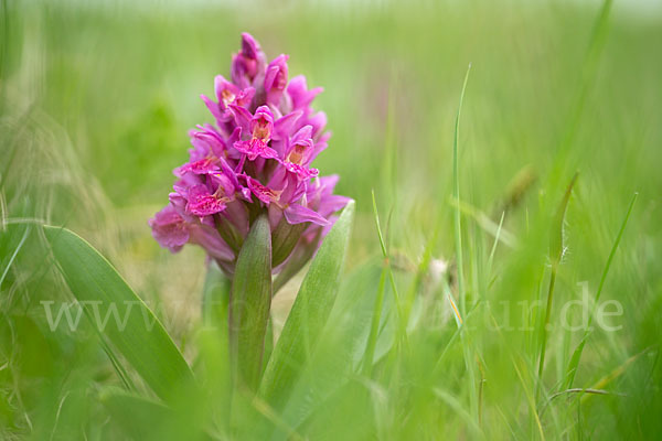 Holunder-Knabenkraut (Dactylorhiza sambucina)