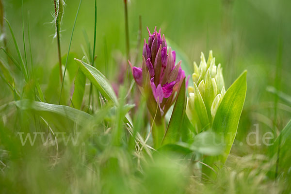 Holunder-Knabenkraut (Dactylorhiza sambucina)