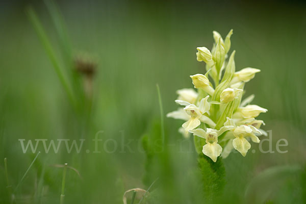 Holunder-Knabenkraut (Dactylorhiza sambucina)