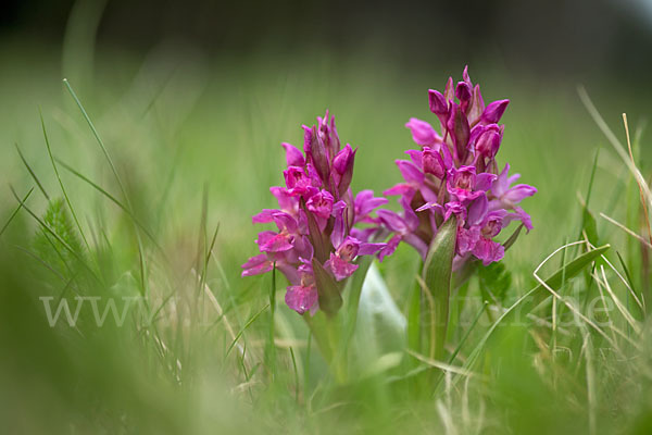 Holunder-Knabenkraut (Dactylorhiza sambucina)