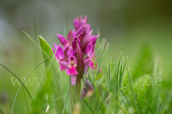 Holunder-Knabenkraut (Dactylorhiza sambucina)