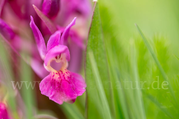 Holunder-Knabenkraut (Dactylorhiza sambucina)