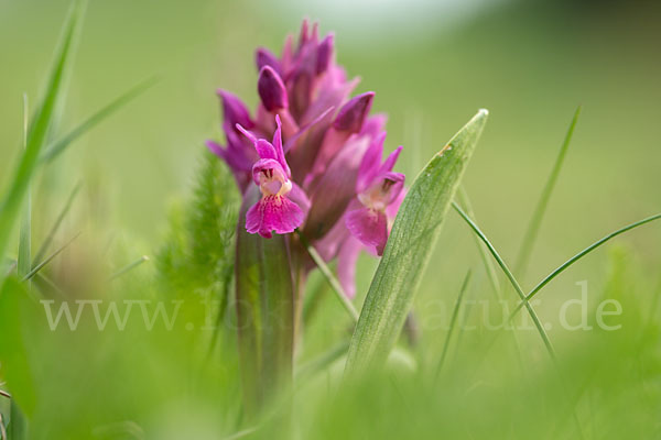 Holunder-Knabenkraut (Dactylorhiza sambucina)