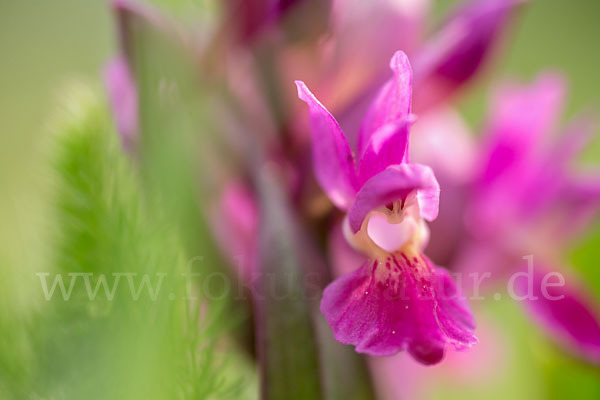 Holunder-Knabenkraut (Dactylorhiza sambucina)