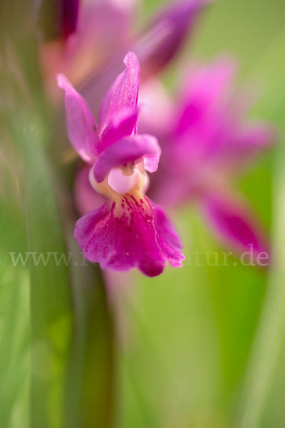 Holunder-Knabenkraut (Dactylorhiza sambucina)