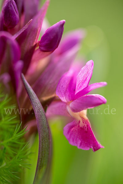 Holunder-Knabenkraut (Dactylorhiza sambucina)