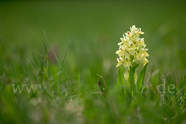 Holunder-Knabenkraut (Dactylorhiza sambucina)