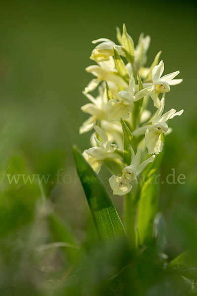 Holunder-Knabenkraut (Dactylorhiza sambucina)